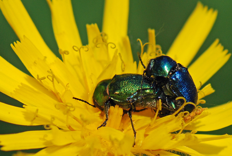 Femmina verde, maschio blu